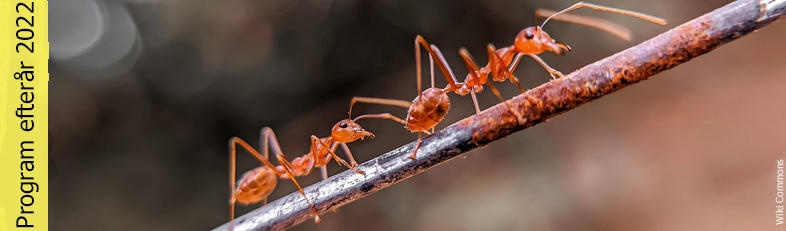index myrer